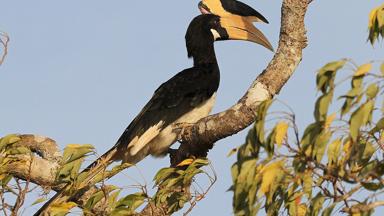 sri lanka_yala national park_dieren_vogel_neushoornvogel_o