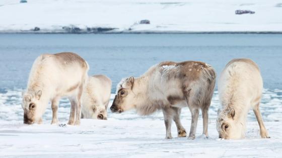 noorwegen_noord-noorwegen_spitsbergen_longyearbyen-rendieren_Haakon-Daae-Brensholm_Visit-Svalbard