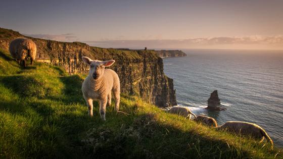 ierland_clare_cliffs-of-moher_schaap_dier_kliffen_zee_zonsondergang_GettyImages-1134449161