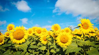 frankrijk_algemeen_zonnebloemen_sfeerbeeld_o