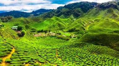 Maleisie-cameron highlands-theeplantages-getty images