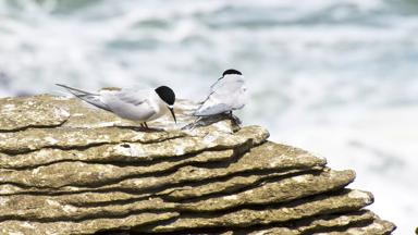 nieuw-zeeland_algemeen_pancake-rocks_vogel_b.jpg