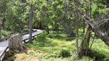 Zweden_Dalarna_Idre_IdreFjall_Fulufjället-wandelpad_f