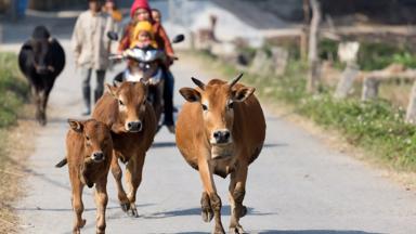 vietnam_mai-chau_koeien_straatbeeld_local_b.jpg