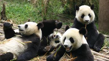 china_sichuan_chengdu_panda_eten_bamboe_groep_w