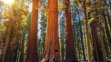 verenigde-staten_californie_yosemite_sequoia-boom_bomen_reiziger_3_b