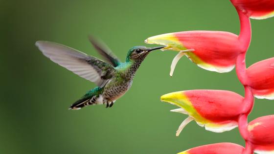 costa rica_algemeen_kolibrie_bloem_GettyImages-1138270053