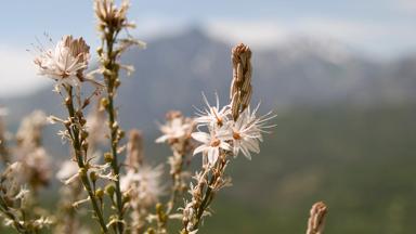 Frankrijk_Corsica_Algemeen_bloemen_bergen_witte-affodil