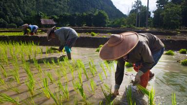 thailand_algemeen_rijstveld_rijst-planten_boeren-platteland_b