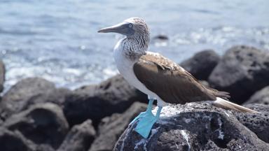 ecuador_galapagos_blauwvoet-jan-van-gent_f