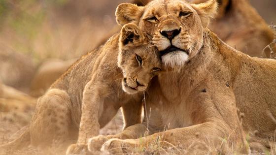 zuid-afrika_mpumalanga_kruger-national-park_leeuw_leeuwin_welp_moeder_dier_katachtige_b
