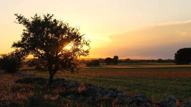 italie_puglia_zonsondergang_boom_veld_klaprozen_pixabay