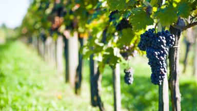 Grapevine harvest in autumn. http://santoriniphoto.com/Template-Wine.jpg