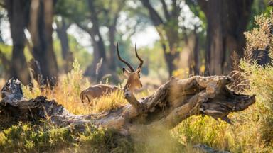 botswana_moremi_impala_b