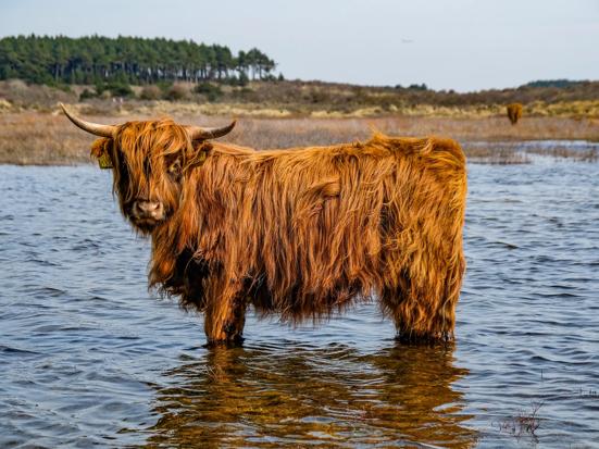 Hooglander in Kennemerduinen