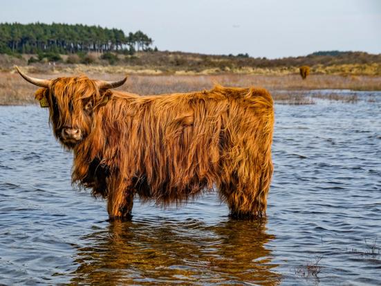 Hooglander in Kennemerduinen