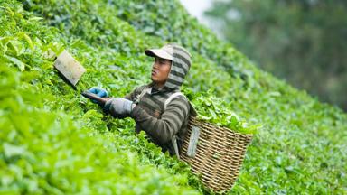 maleisie_pahang_cameron-highlands_local_theeplukken_b