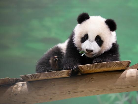 Impressie van Ouwehands Dierenpark