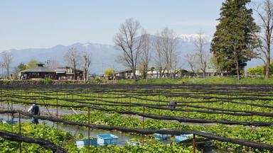 japan_nagano_wasabi boerderij_b