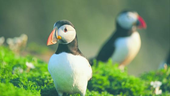 groot_brittannie_wales_puffins_skomer_island_visitbritain