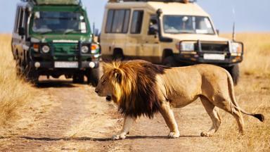 kenia_leeuw_gamedrive_2_b.jpg