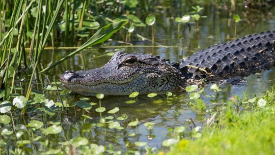 verenigde-staten_florida_everglades-nationaal-park_moerasgebied_dier_krokodil_shutterstock_193186526