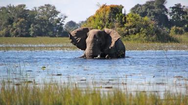 botswana_okavango-delta_olifant_rivier_dier_b