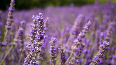 frankrijk_provence-alpes-cote-d-azur_lavendel_bloem_pixabay