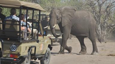 botswana_chobe-nationaal-park_safari_olifant_b