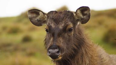 sri lanka_horton plains_hert_close-up_w