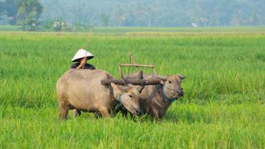 indonesie_java_batu_rijswerker_os