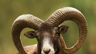 Frankrijk, Corsica, moeflon - GettyImages-502260070