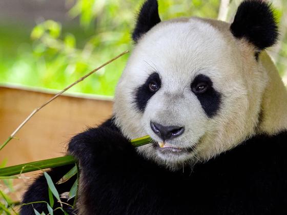 Impressie van Ouwehands Dierenpark