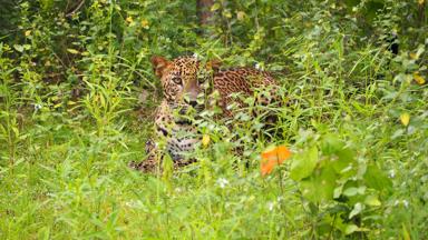 sri lanka_wilpattu national park_dieren_luipaard_f