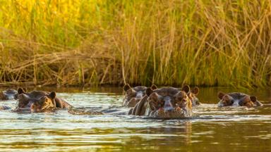 zuid-afrika_algemeen_nijlpaard_dier_rivier_b