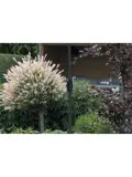 Lotus 250x250 Stokparasol Garden Impressions
