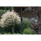 Lotus 250x250 Stokparasol Garden Impressions