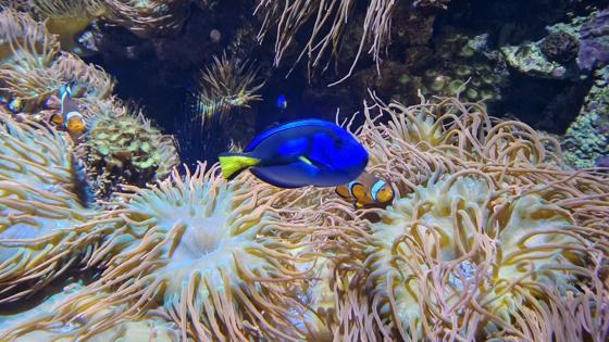 Alaska_holland america line_Vancouverr_Aquarium_Stanley Park_h