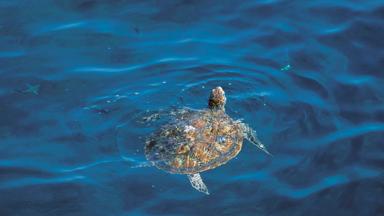 oman_sur_schildpad_b (1)