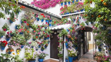 spanje_andalusie_cordoba_witte-huizen_bloemen