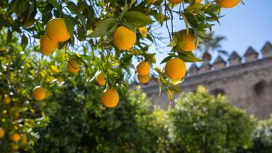 spanje_andalusie_cordoba_sinaasappelboom_GettyImages-1355458336