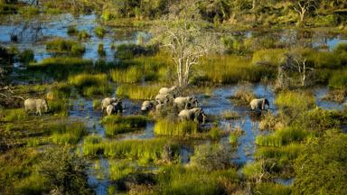 botswana_okavango-delta_olifanten-moeraslandschap_b