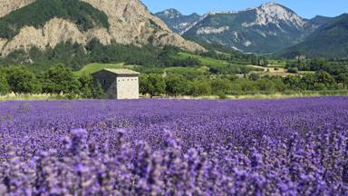 frankrijk_auvergne-rhone-alpes_drome_lavendel_lavendelveld_landschap_huisje_berg_boom_zomer_getty