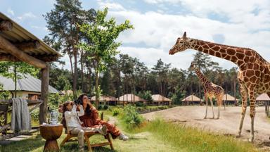 nederland_noord-brabant_hilvarenbeek_safari_resort_beekse_bergen_savanne_lodge (15)