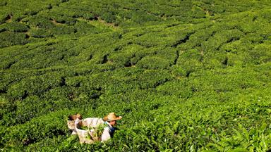 maleisie_west-maleisie_cameron-highlands_theeplukker_theeplantage_man_4_b