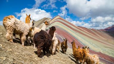 peru_cusco_vinicunca-mountain_lama_regenboog-berg_shutterstock