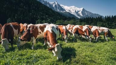 Frankrijk-Auvergne-Rhone-Alpes-Tourisme-Haute-Savoie-Chamonix-Mont-Blanc©TShu (6)