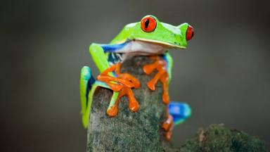 Rotaugenfrosch, Frog, Costa Rica