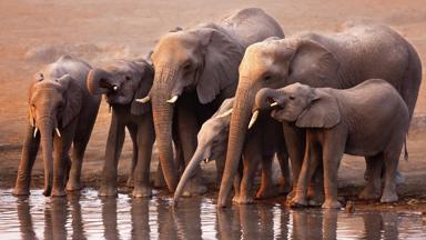 Elephants drinking