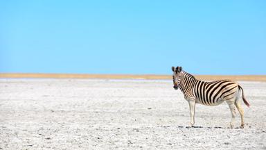 botswana_Makgadikgadi en Nxai Pans National Park_zoutpannen-zebra_b